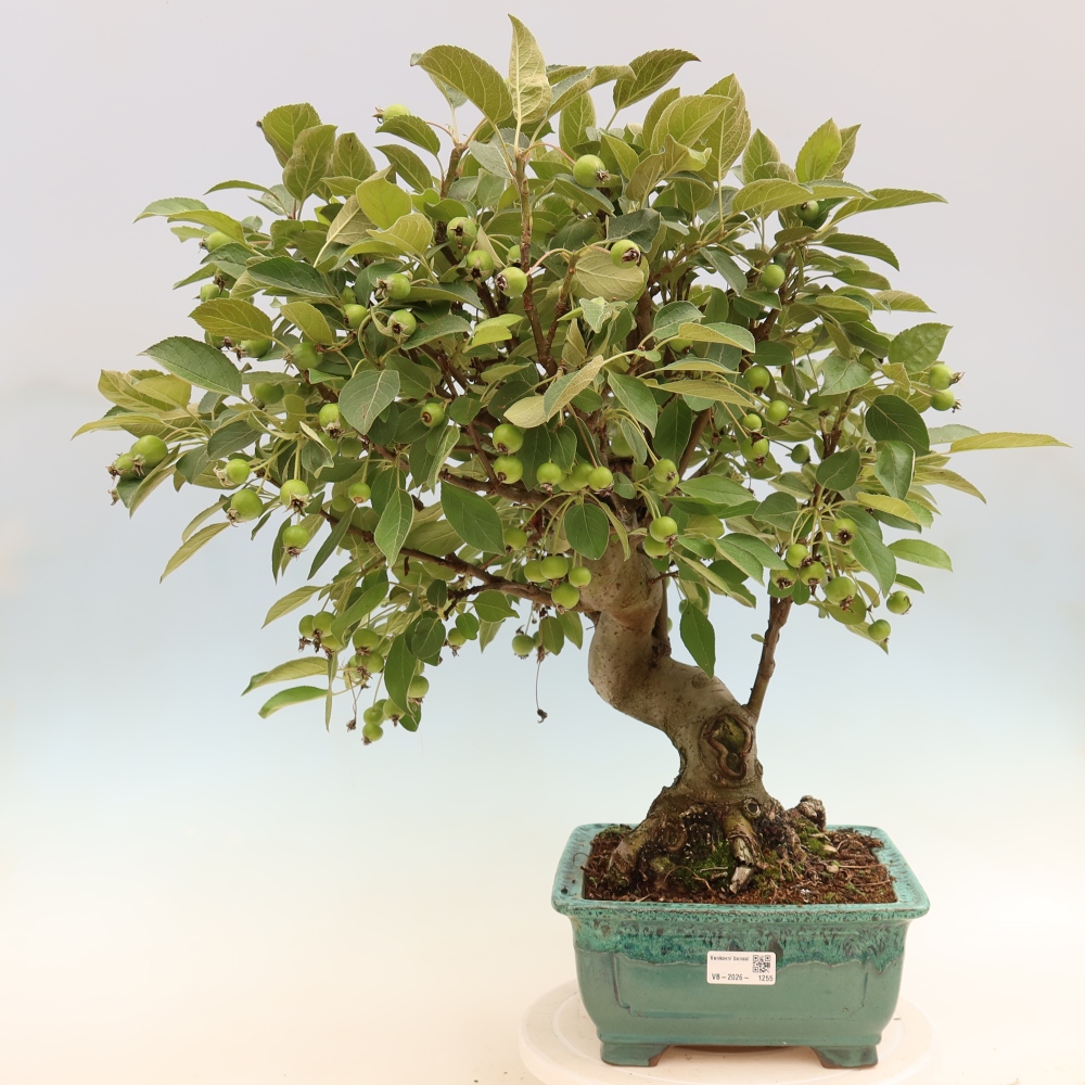 Outdoor-Bonsai -Malus halliana - Kleinfrüchtiger Apfelbaum