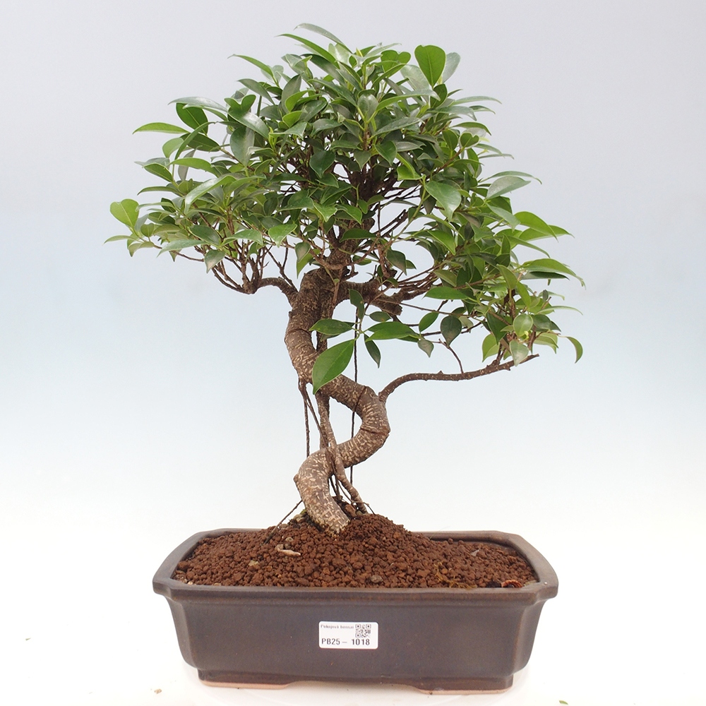 Zimmerbonsai - Ficus kimmen - kleinblättriger Ficus