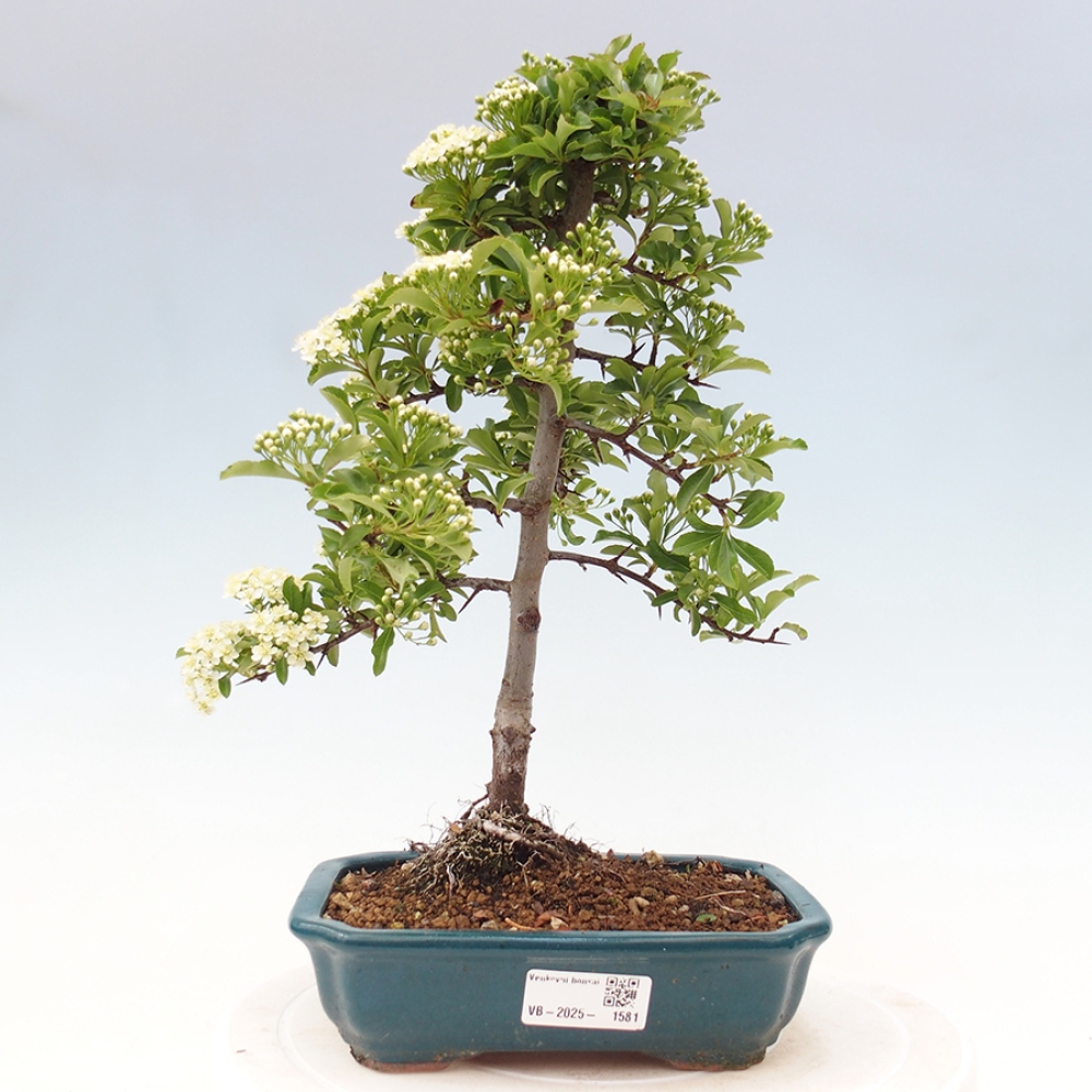 Outdoor Bonsai-Pyracanta Teton -Bäckerei