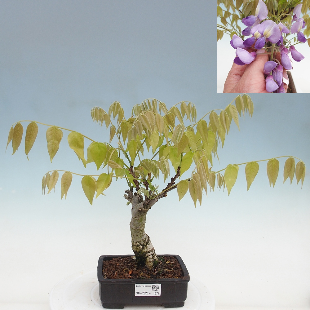 Bonsai im Freien - Wisteria floribunda - Wisteria floribunda