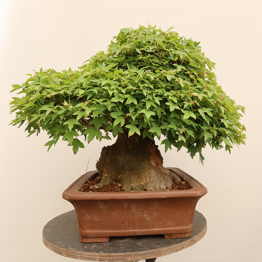 Bonsai für draußen - Ahorn Burger - Acer Burgerianum