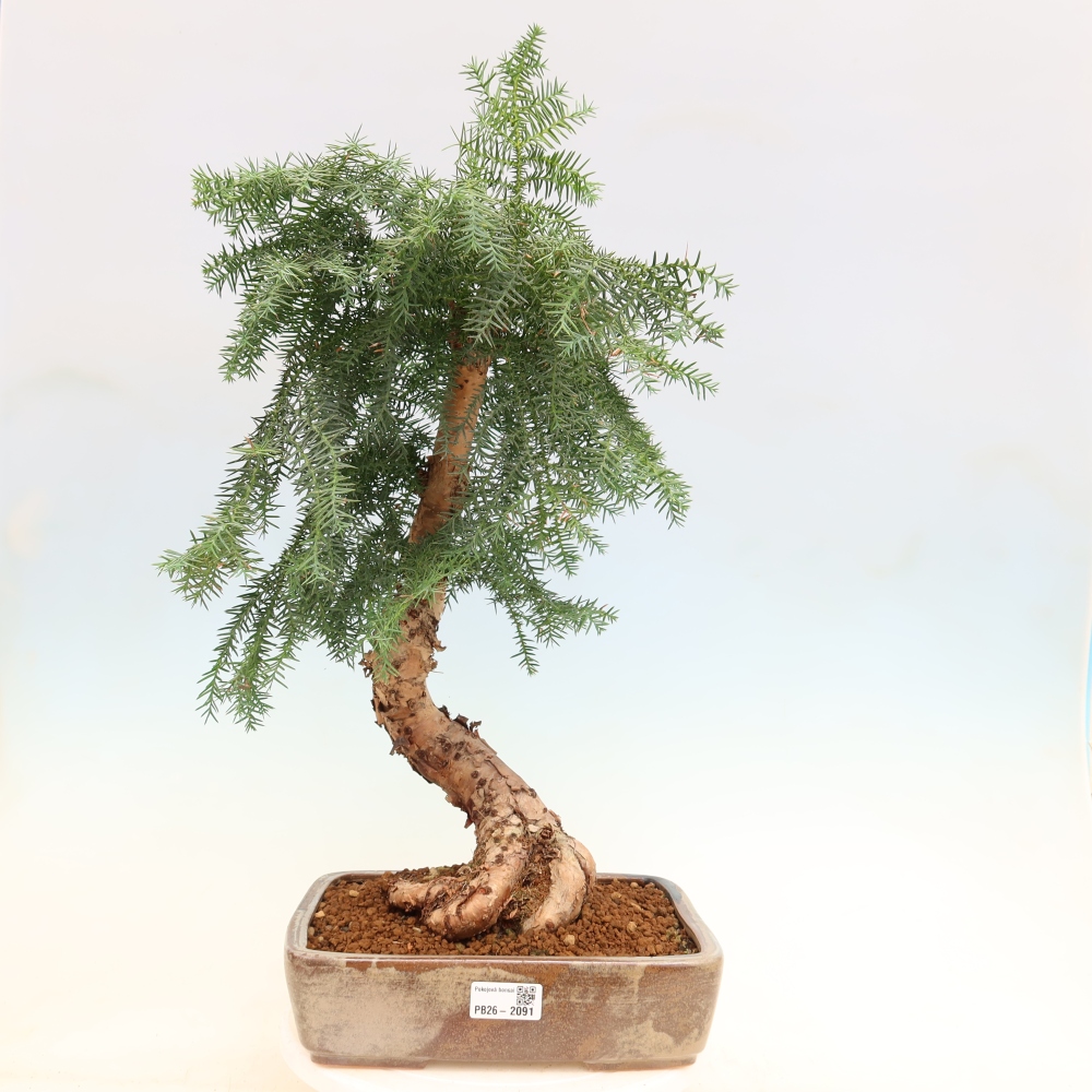 Zimmer Bonsai - Araucaria - Zimmer Fichte