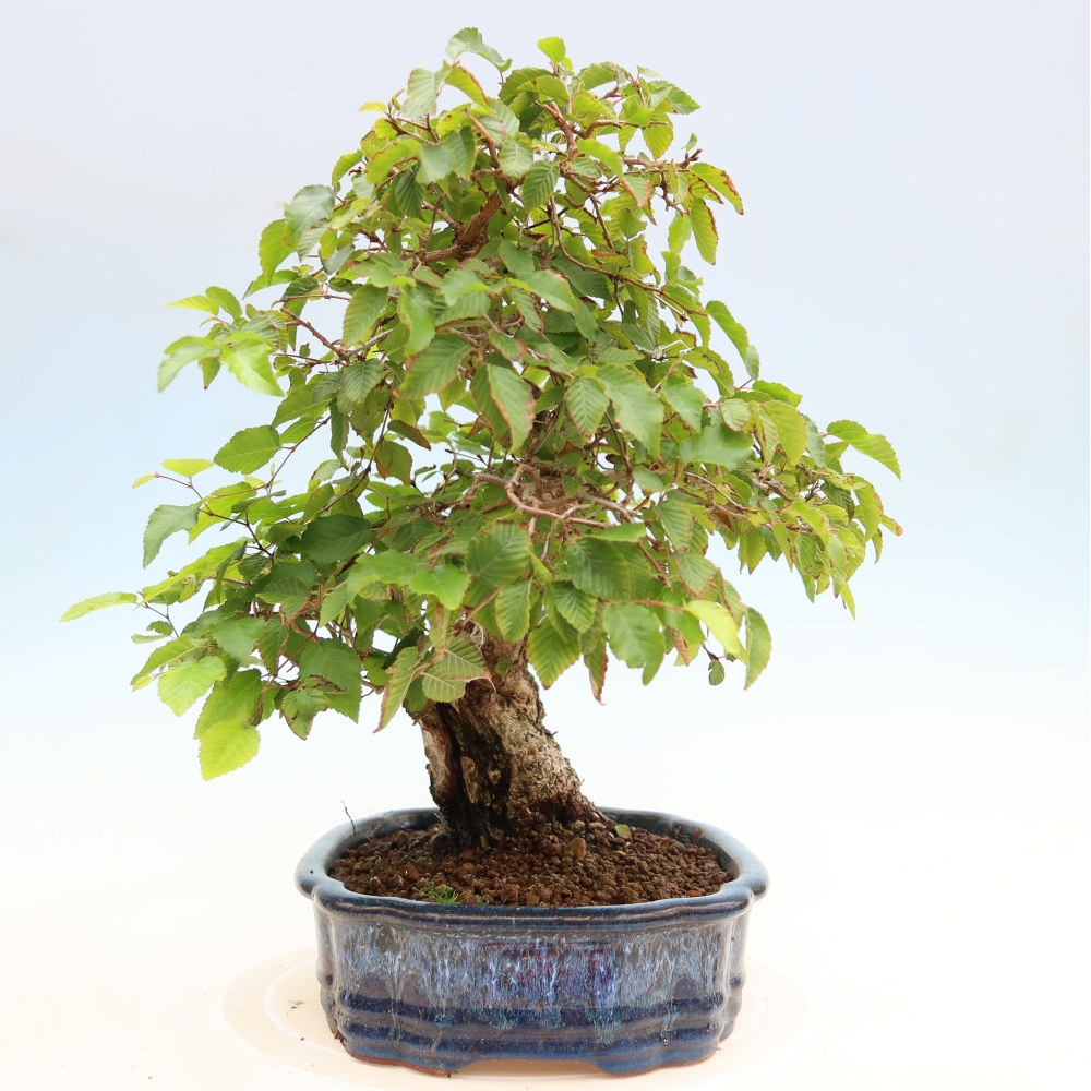 Bonsai für draußen - Karpinus Coreana - Koreanische Hainbuche