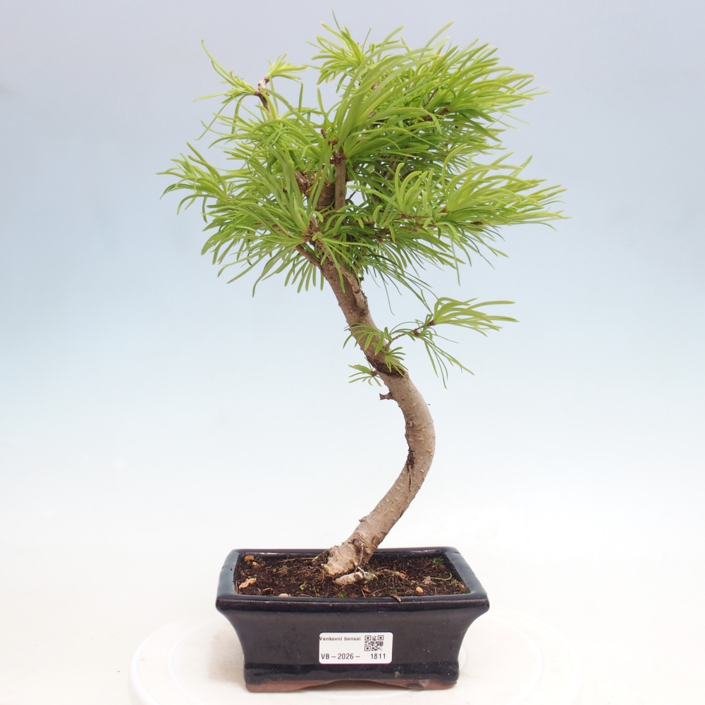 Bonsai für draußen -Pseudolarix amabis-Pseudolarix amabis