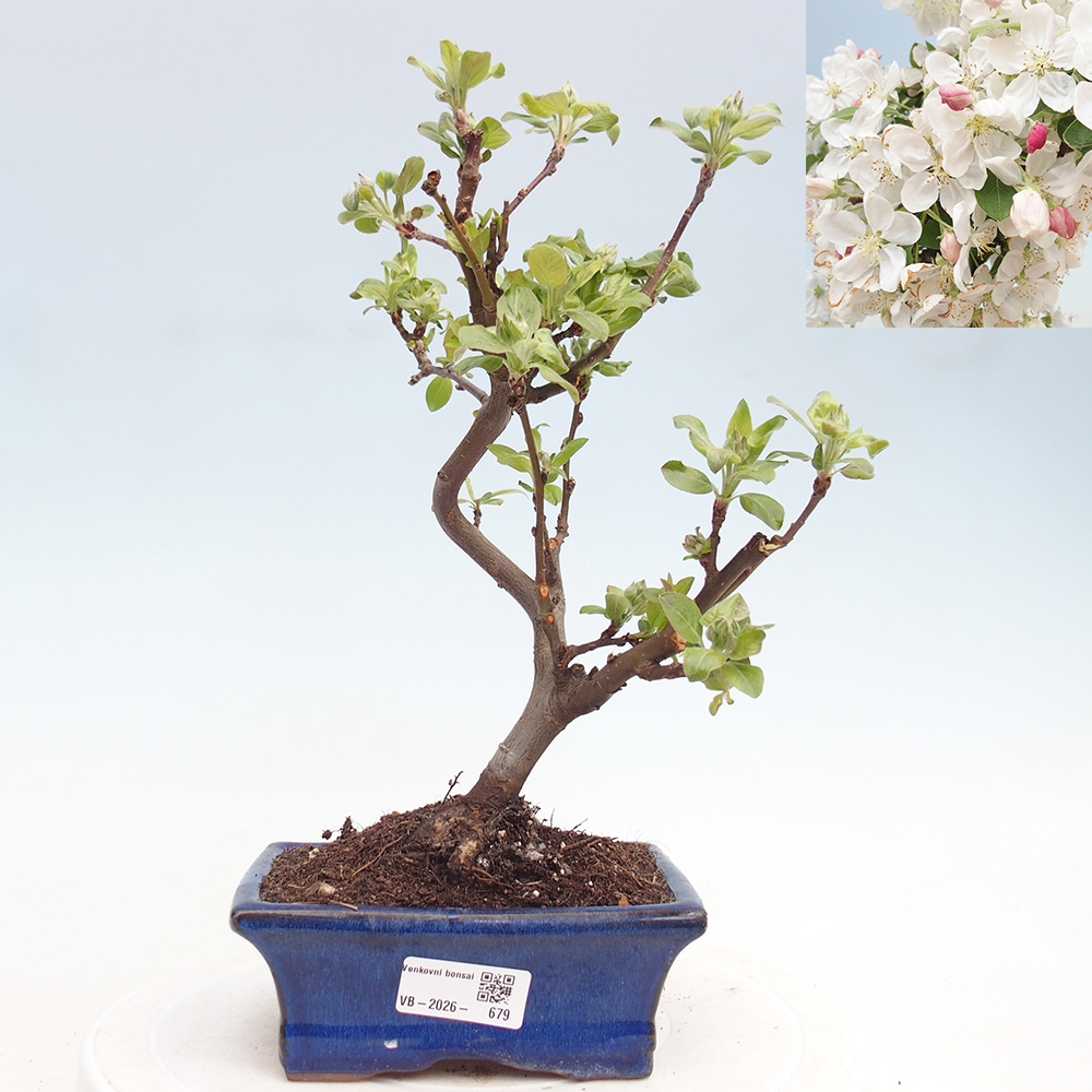 Outdoor-Bonsai -Malus halliana - Kleinfrüchtiger Apfelbaum