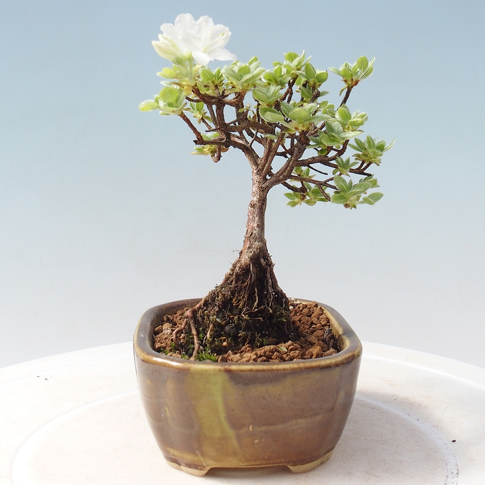 Outdoor-Bonsai - Rododendron indicum - Japanische Azalee