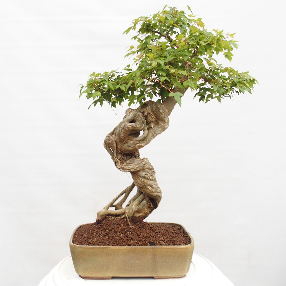 Bonsai im Freien - Ahorn Buergerianum - Burger Maple