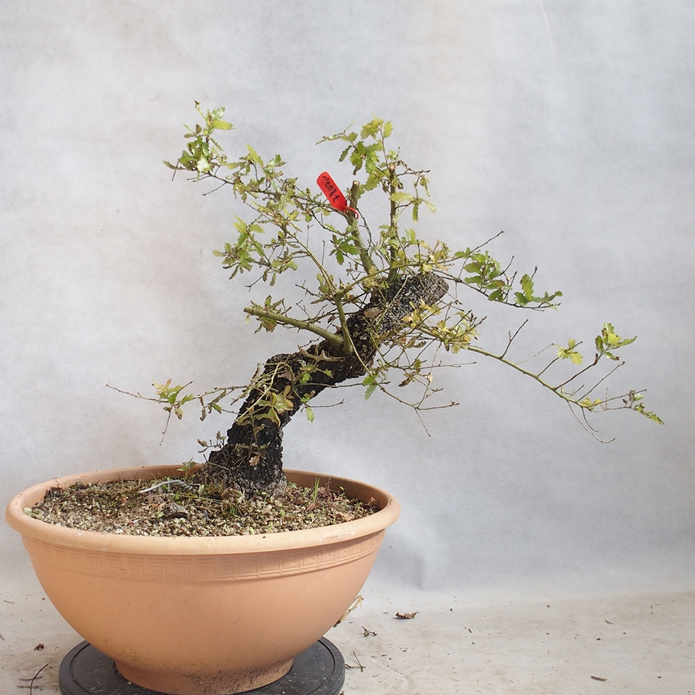 Freilandbonsai Quercus Cerris - Eiche Cer