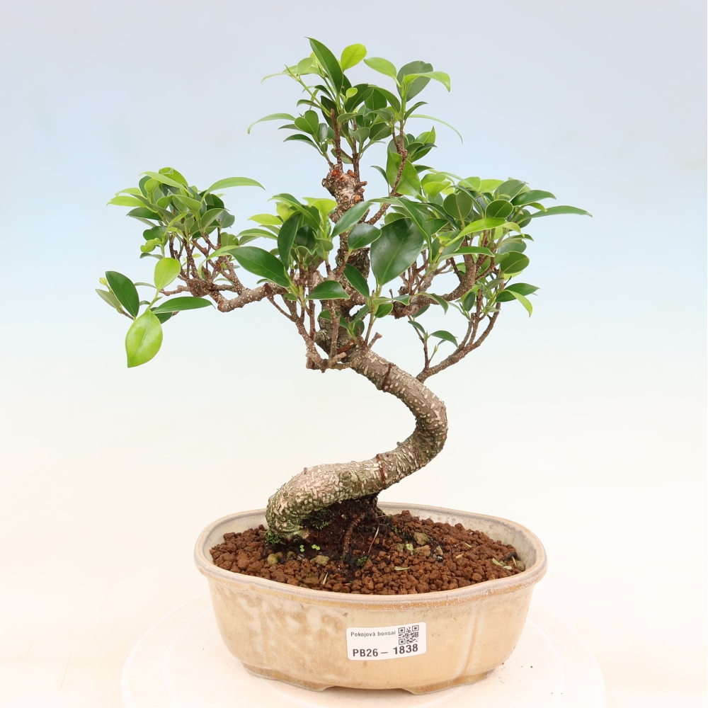 Zimmerbonsai - Ficus retusa - Kleinblättriger Ficus