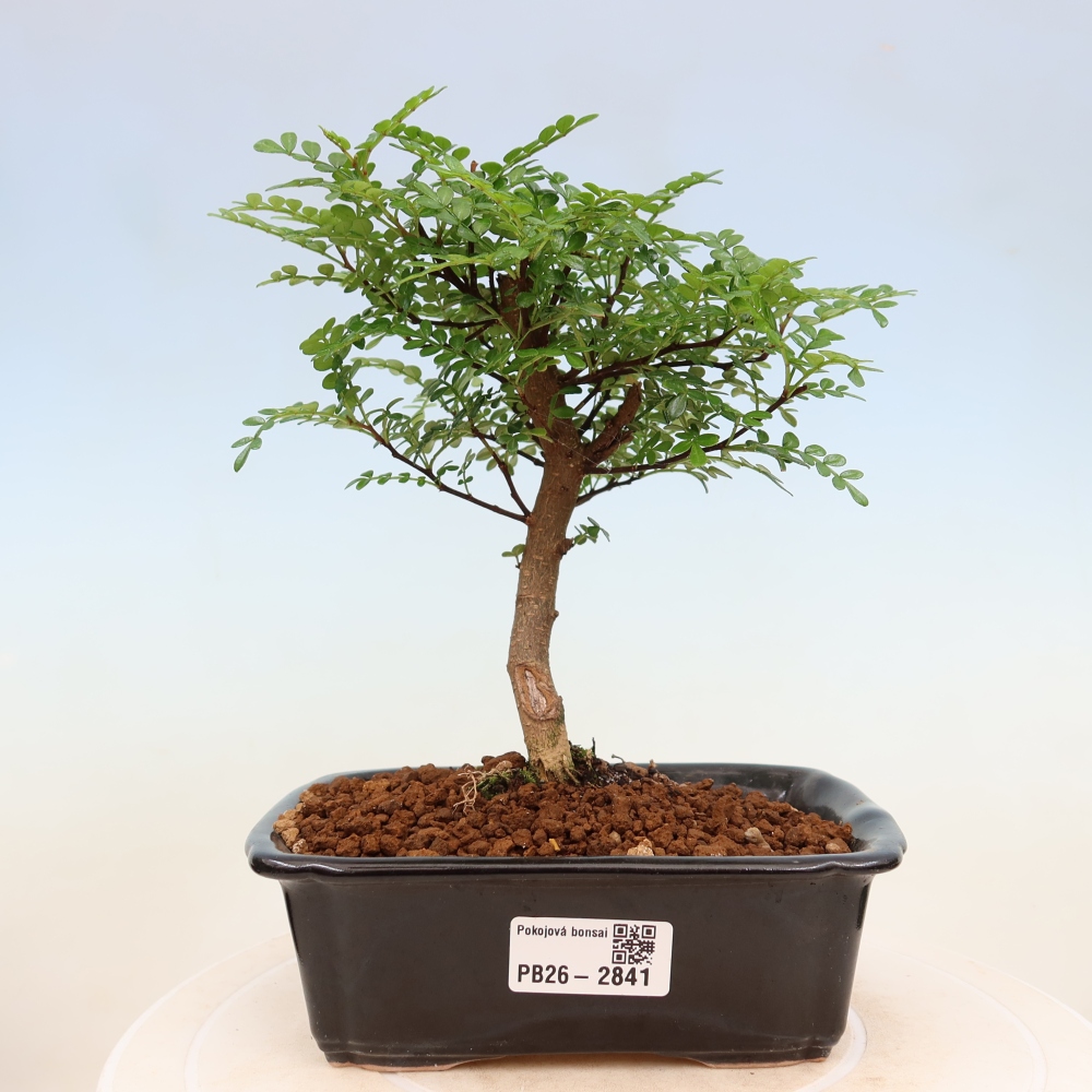 Zimmer Bonsai - Zantoxylum piperitum - Pfefferbaum