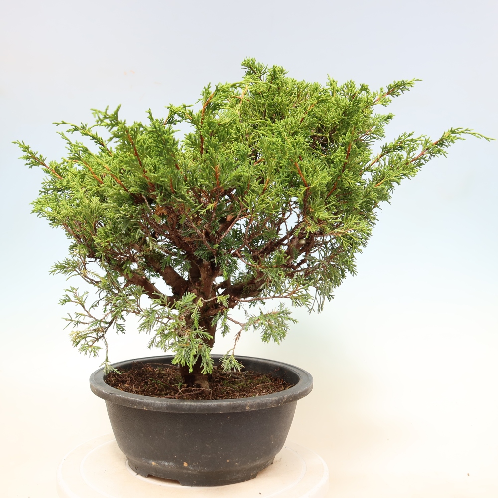 Bonsai für draußen - Juniperus chinensis Itoigawa-Juniperus chinensis