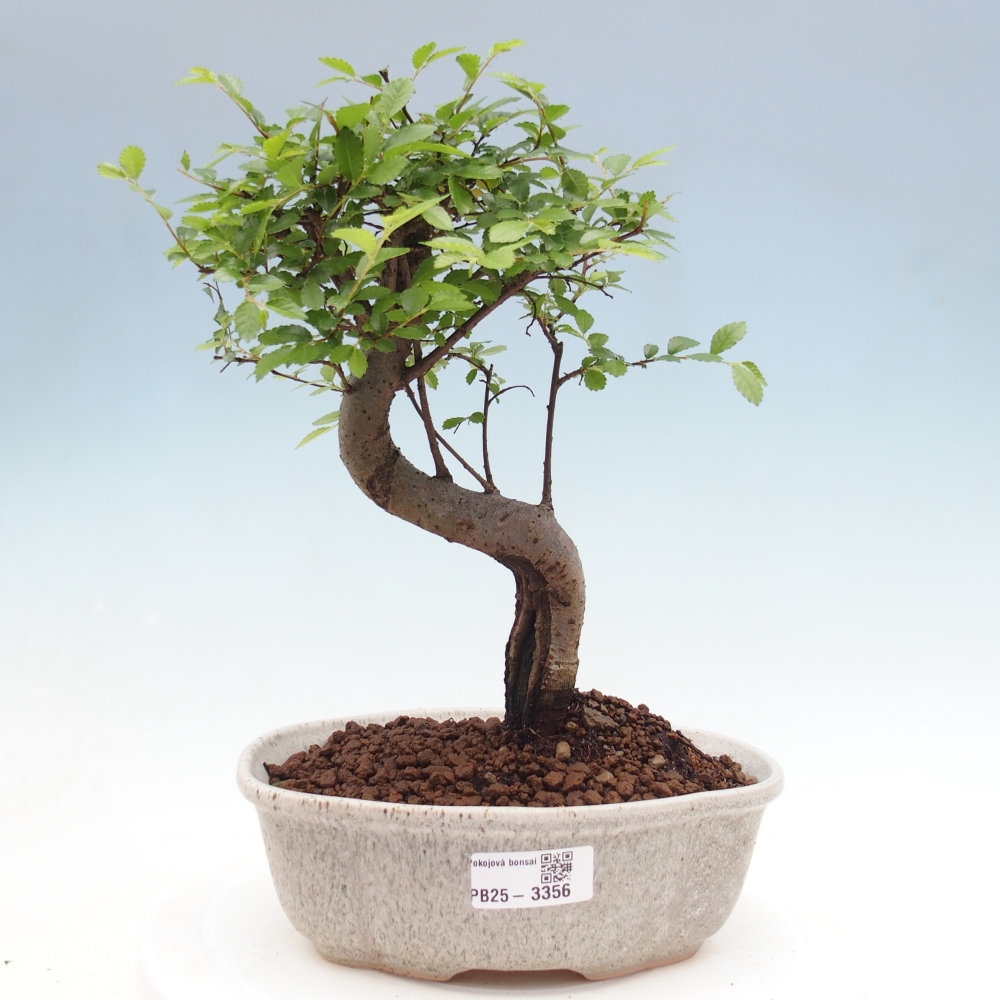 Zimmerbonsai - Ulmus parvifolia - Kleinblättrige Ulme