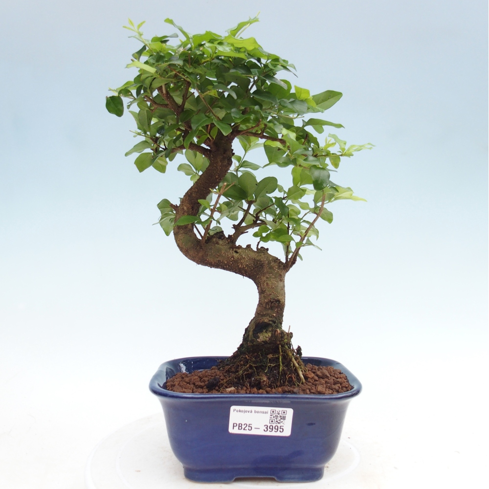 Zimmer Bonsai -Ligustrum chinensis - Vogelschnabel