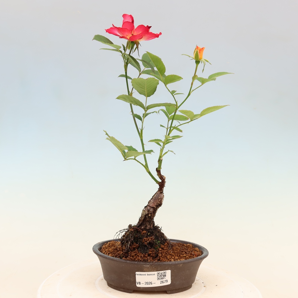 Bonsai für draußen - Rosa Kordes - Rose