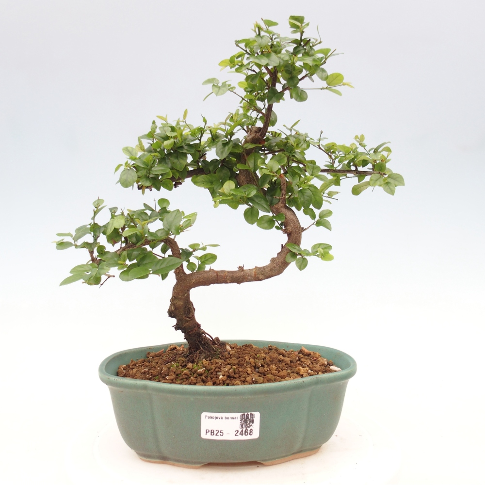 Zimmerbonsai - Sagerécie thea - Sagerécie thea