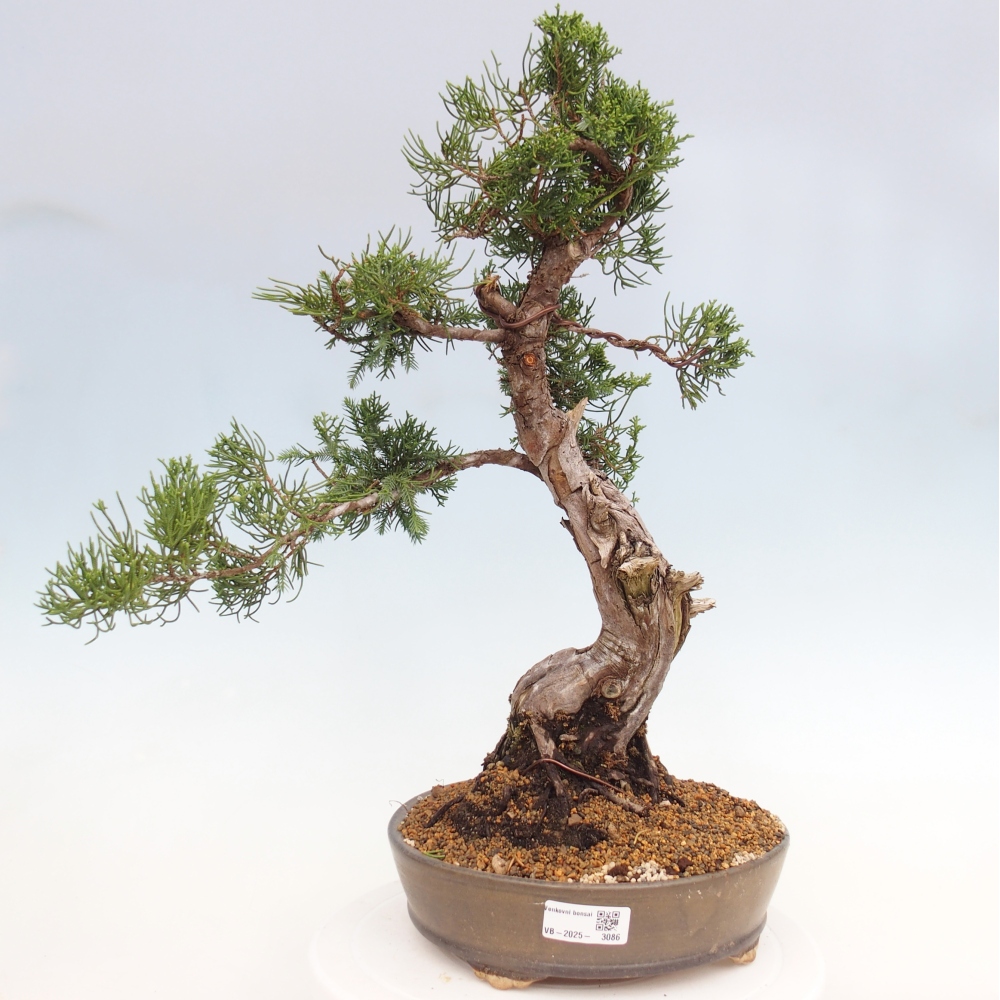 Outdoor bonsai - Juniperus chinensis Itoigawa - Chinese juniper