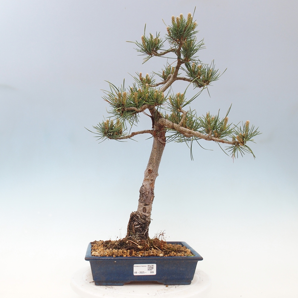 Bonsai im Freien - Pinus Sylvestris - Waldkiefer