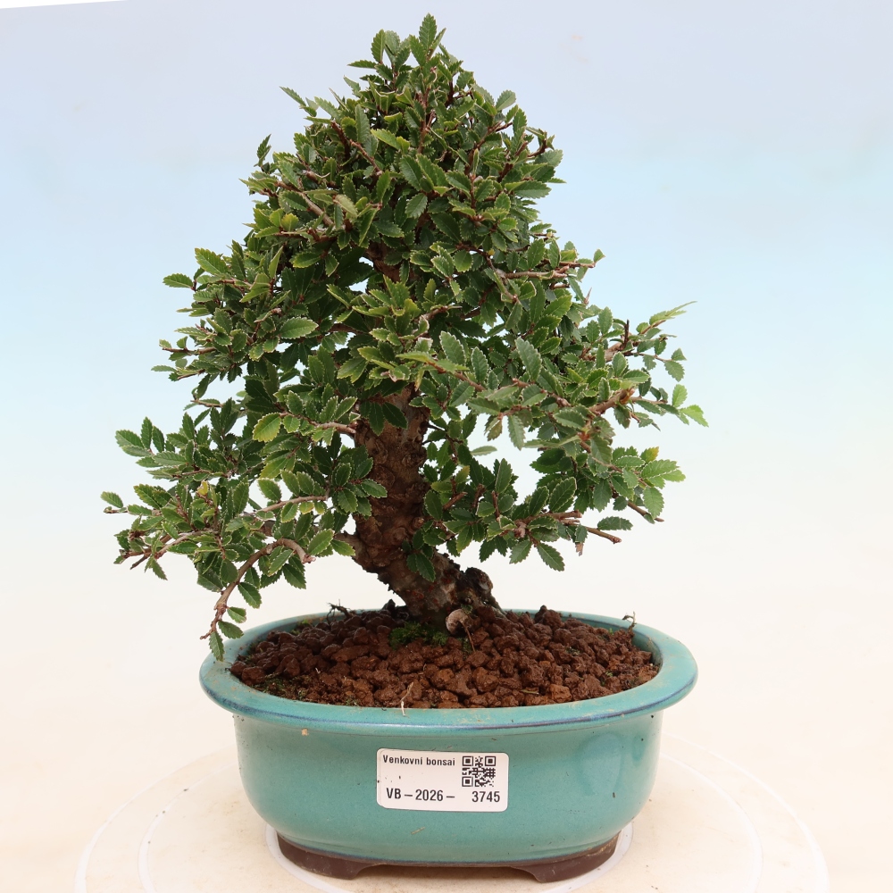 Bonsai für draußen - Zelkova - Zelkova NIRE