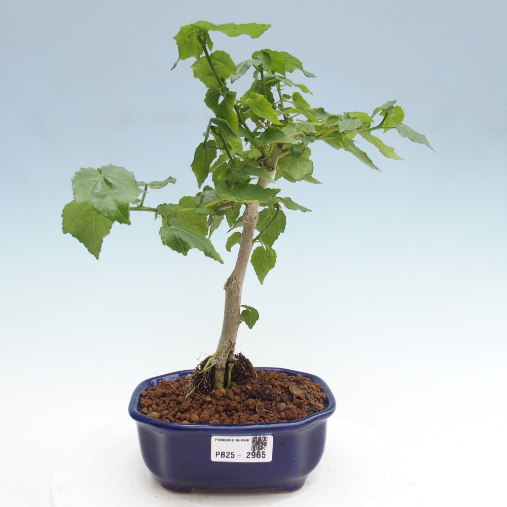 Zimmerbonsai - Malvaviscus arboreus - holziger Hibiskus