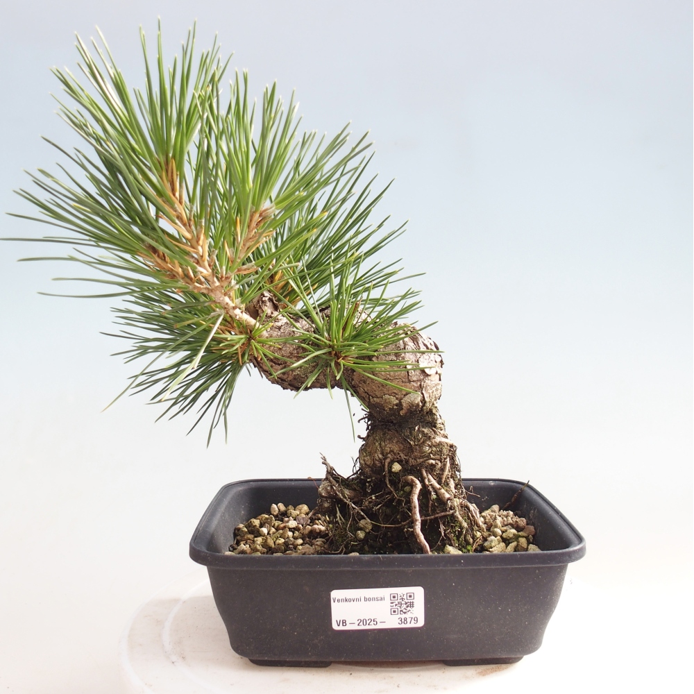 Bonsai für draußen - Pinus thunbergii - Thunberg-Kiefer