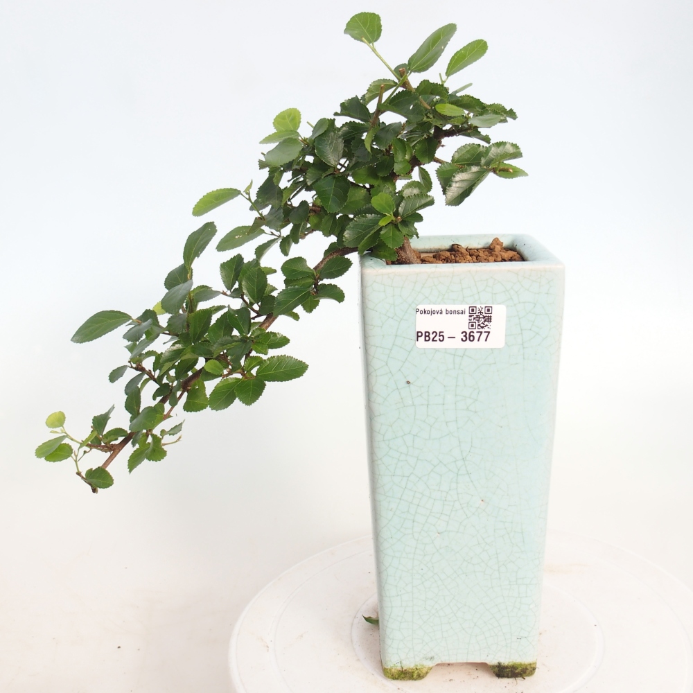 Zimmerbonsai - Grewia occidentalis - Lavendel Seestern