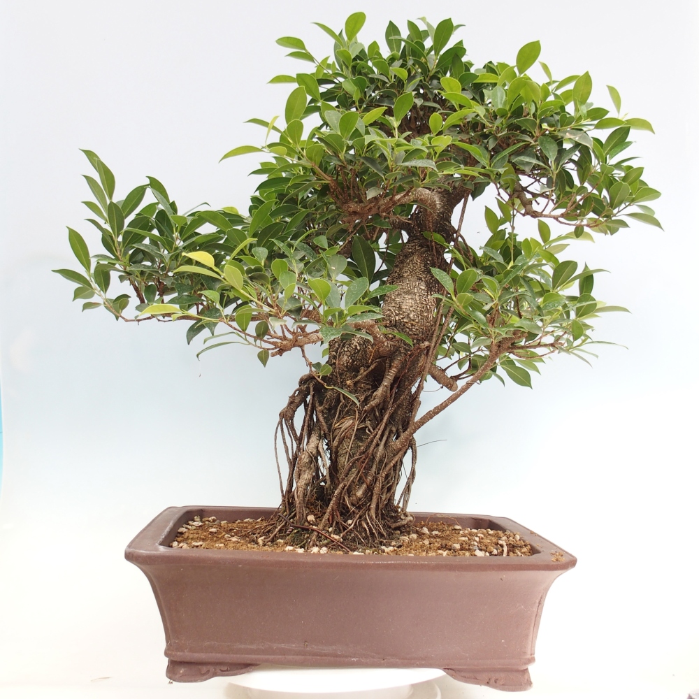 Zimmerbonsai - Ficus kimmen - kleinblättriger Ficus - NUR PERSÖNLICHE ABHOLUNG oder Palettentransport