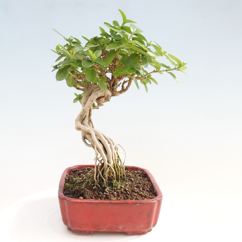 Zimmerbonsai - Premna serratifolia - Kozlovon kleinblättrig