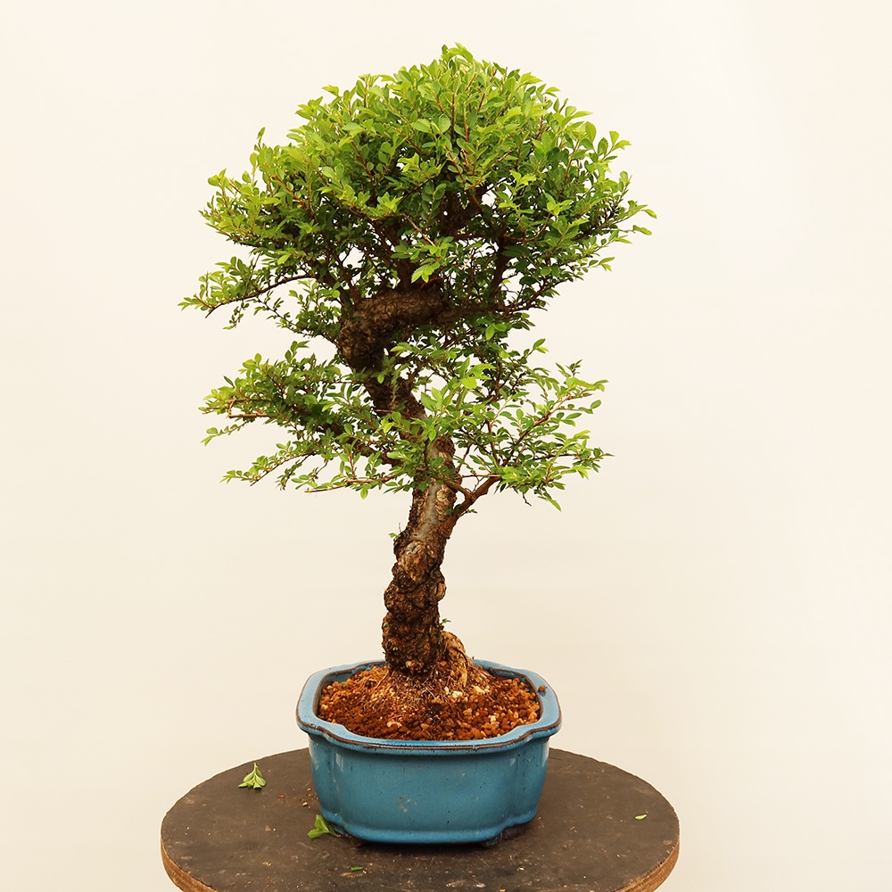 Bonsai im Freien - Zelkova - Zelkova NIRE