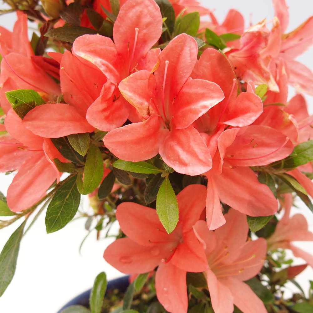 Bonsai im Freien - Japanische Azalee - Azalea Nikko