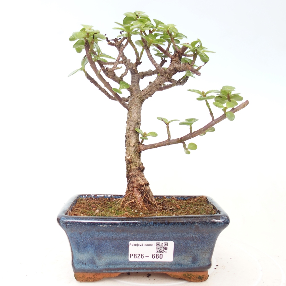 Zimmer Bonsai - Portulakaria Afra - Tlustice