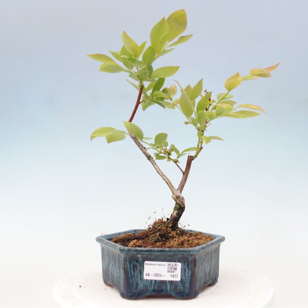 Outdoor-Bonsai - Kanadische Blaubeere - Vaccinium corymbosum