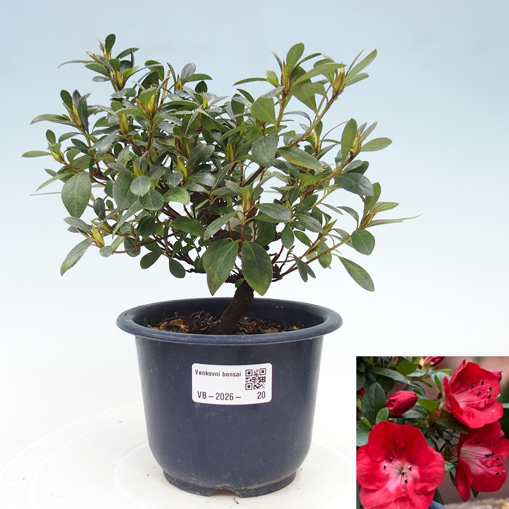 Bonsai für draußen - Japanische Azalee - Azalea Benibeni