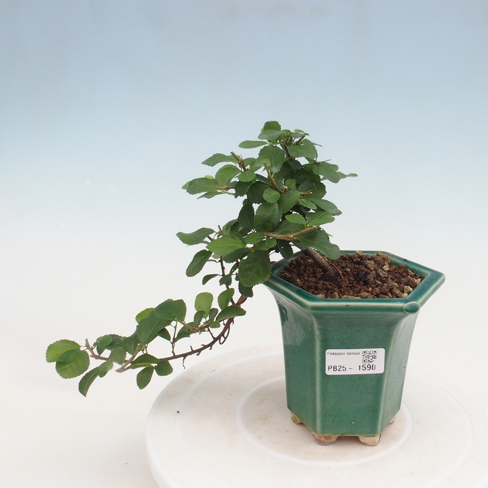 Zimmerbonsai - Grewia occidentalis - Lavendelstern