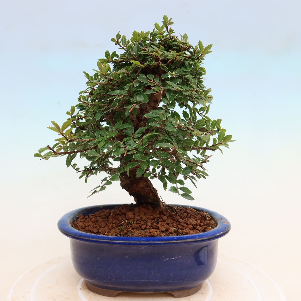 Bonsai für draußen - Zelkova - Zelkova NIRE
