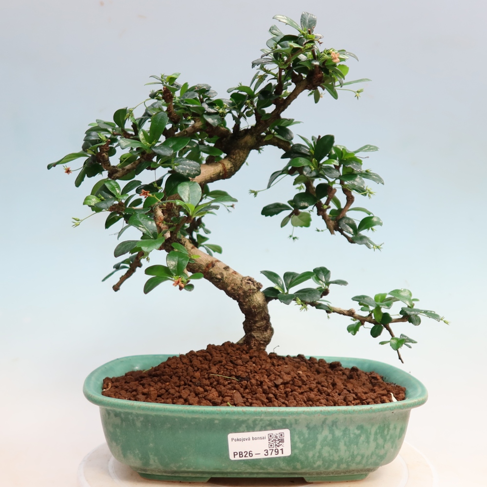 Zimmer-Bonsai - Carmona macrophylla - Tee-Fuki