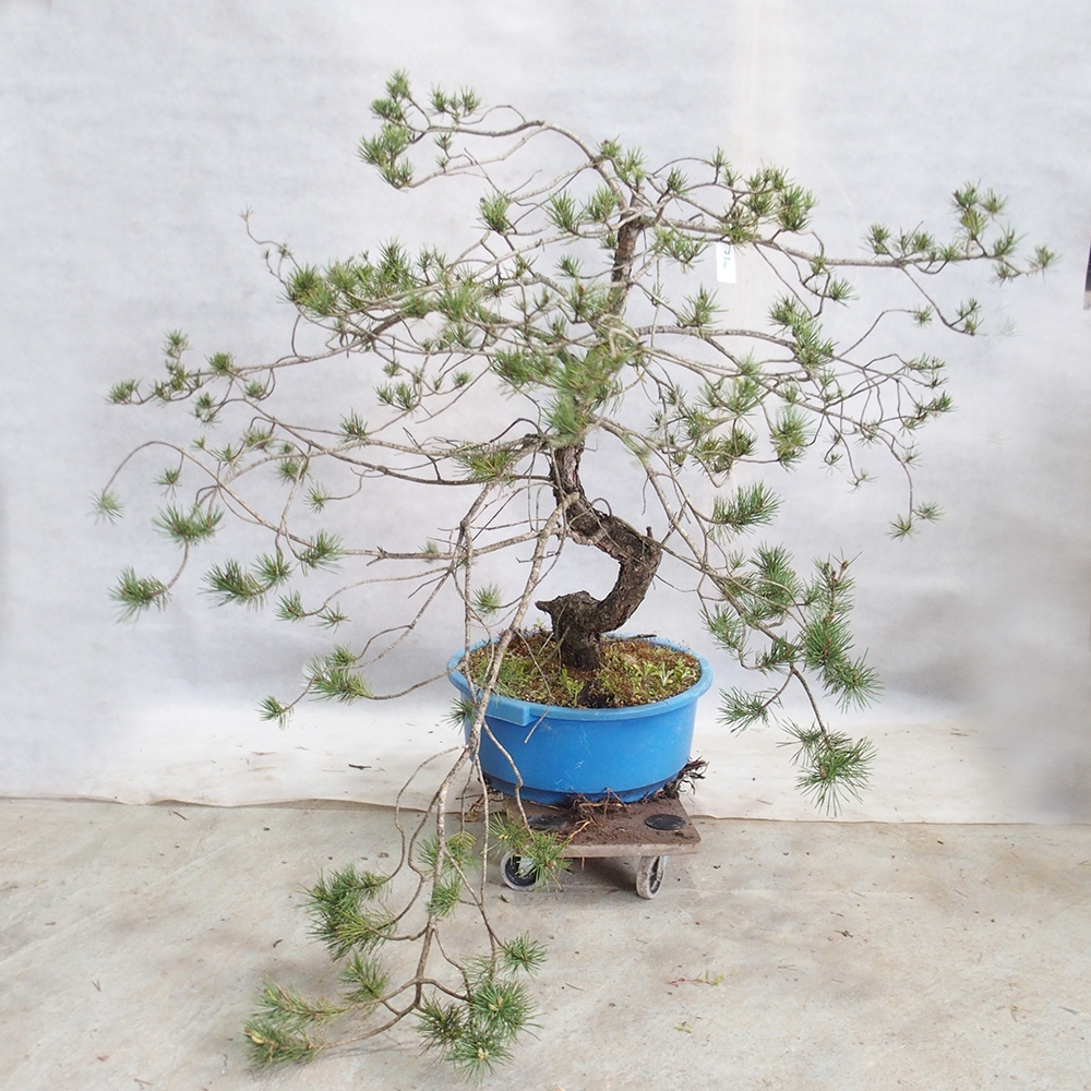 Yamadori - Pinus sylvestris 