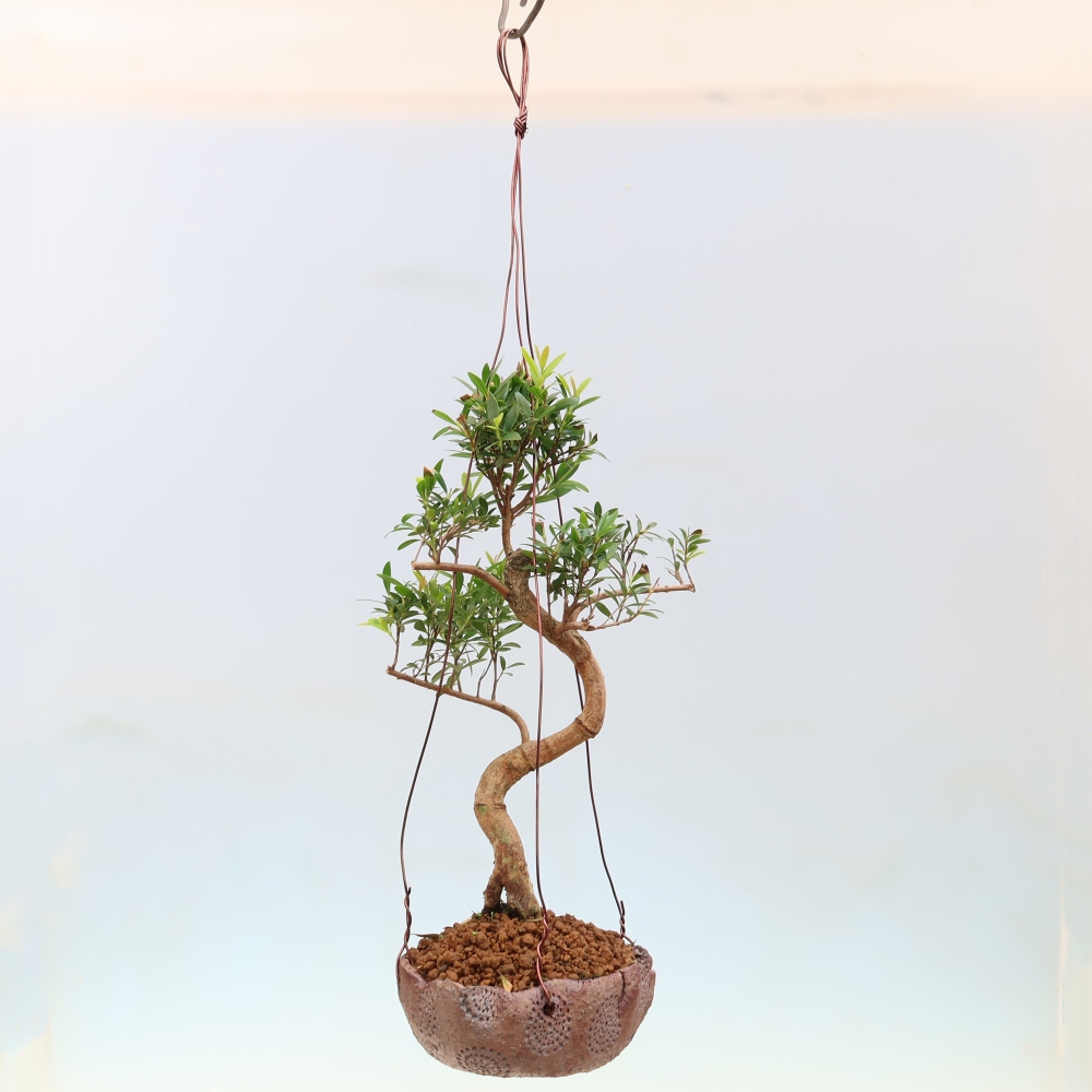 Kokedama in Keramik -Syzygium - Pimentbaum