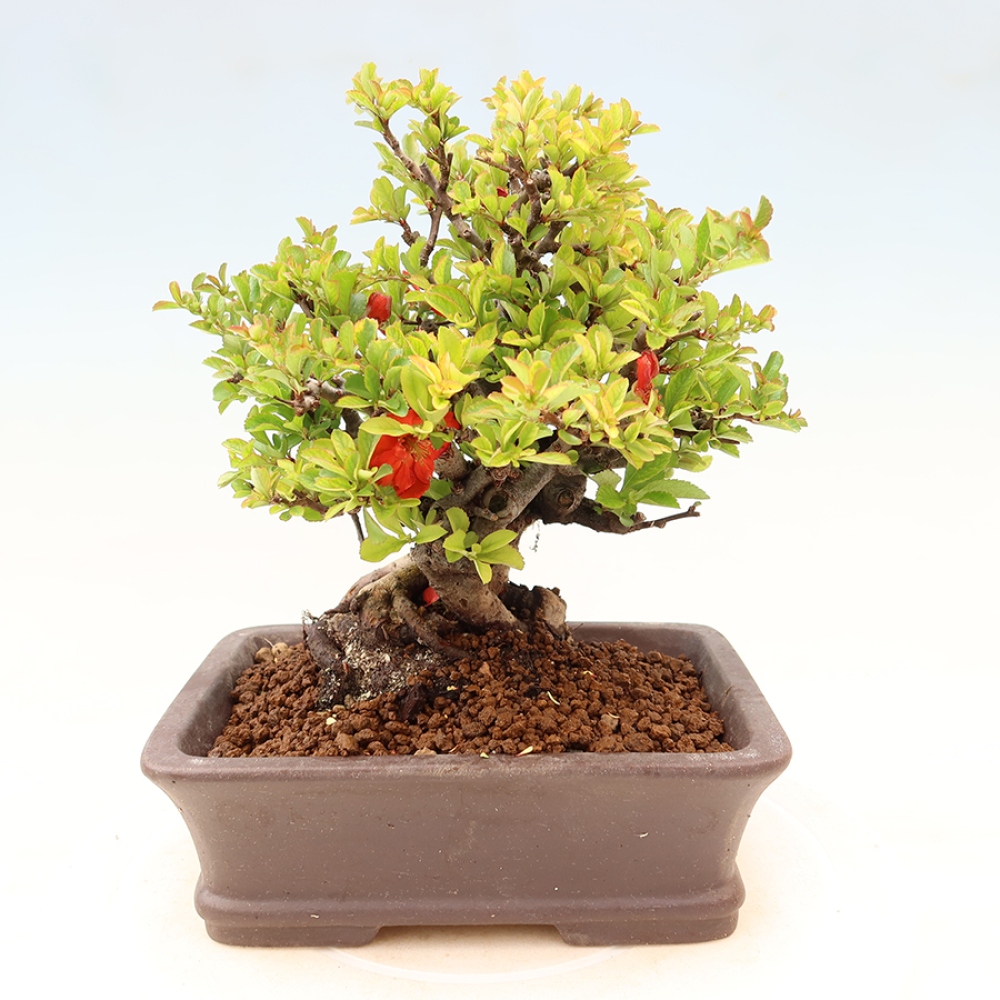 Bonsai für draußen - Chaneomeles speciosa Chojubai