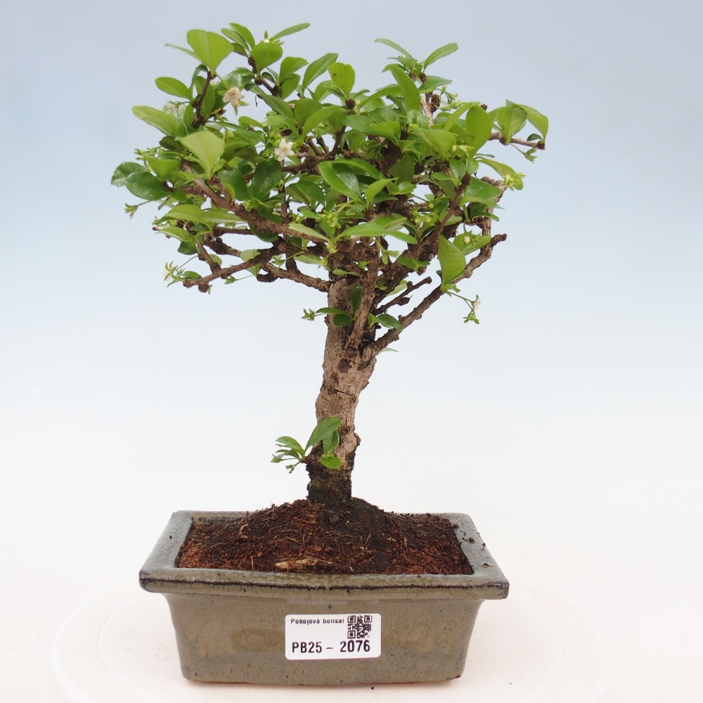 Zimmerbonsai - Carmona Macrophylla - Fuki-Tee
