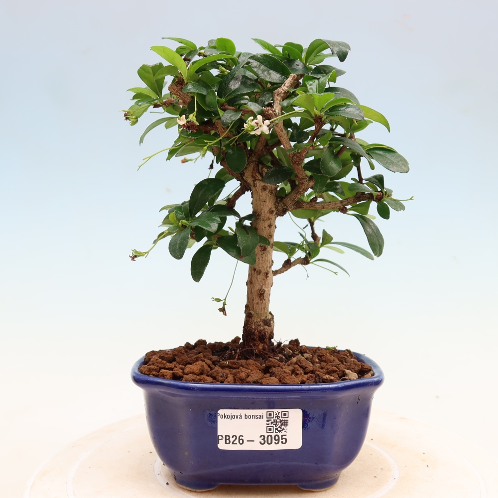 Zimmer-Bonsai - Carmona macrophylla - Tee-Fuki