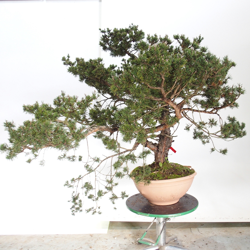 Yamadori - Pinus sylvestris Spanien