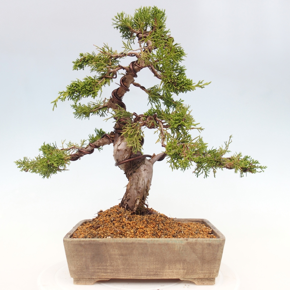 Outdoor bonsai - Juniperus chinensis Itoigawa - Chinese juniper