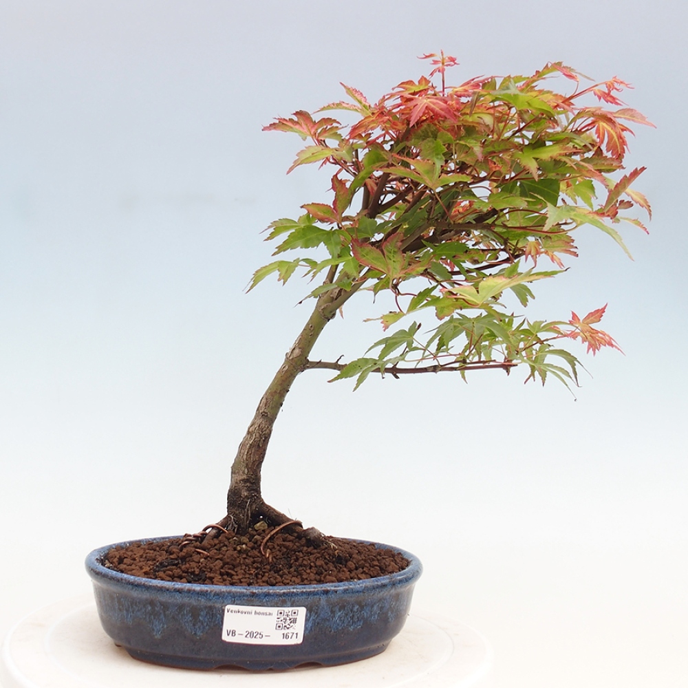 Ahorn - Acer palmatum Beni Tsukasa
