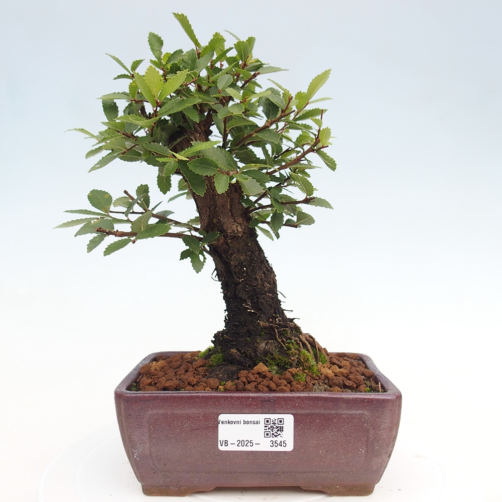 Bonsai im Freien - Zelkova - Zelkova NIRE