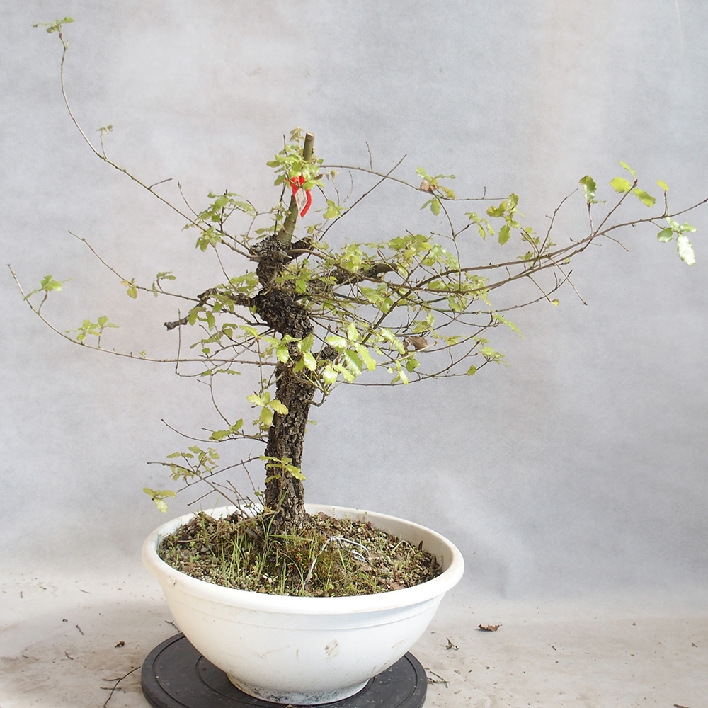 Freilandbonsai Quercus Cerris - Eiche Cer