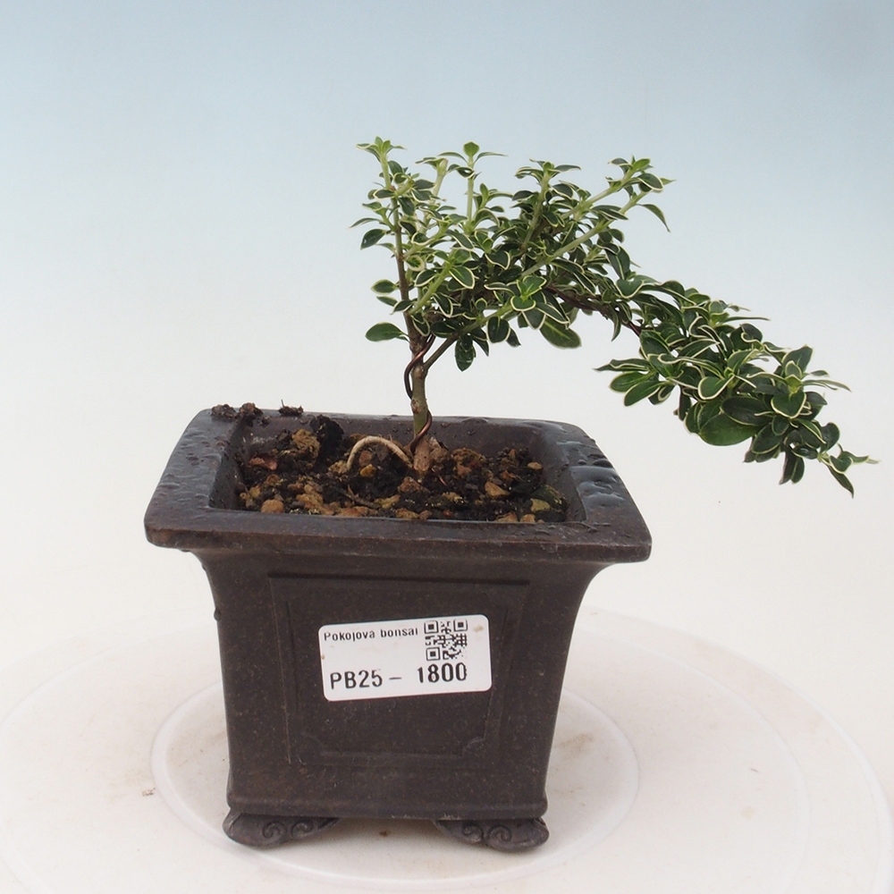 Zimmerbonsai - Serissa foetida Variegata - Baum der tausend Sterne