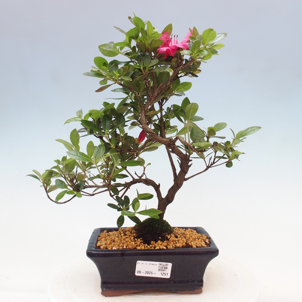 Bonsai im Freien - Japanische Azalee - Azalea sp.