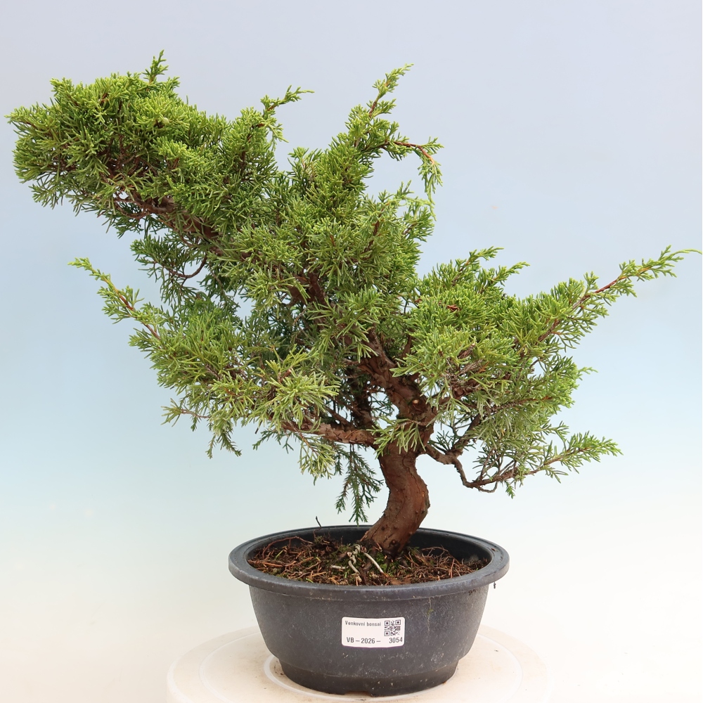 Bonsai für draußen - Juniperus chinensis Itoigawa-Juniperus chinensis