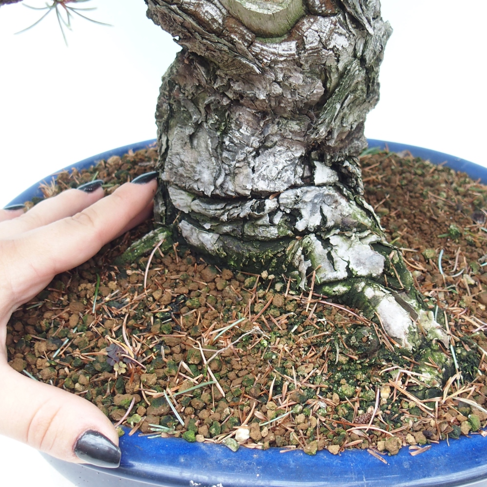 Bonsai im Freien - Pinus parviflora - kleine Kiefer