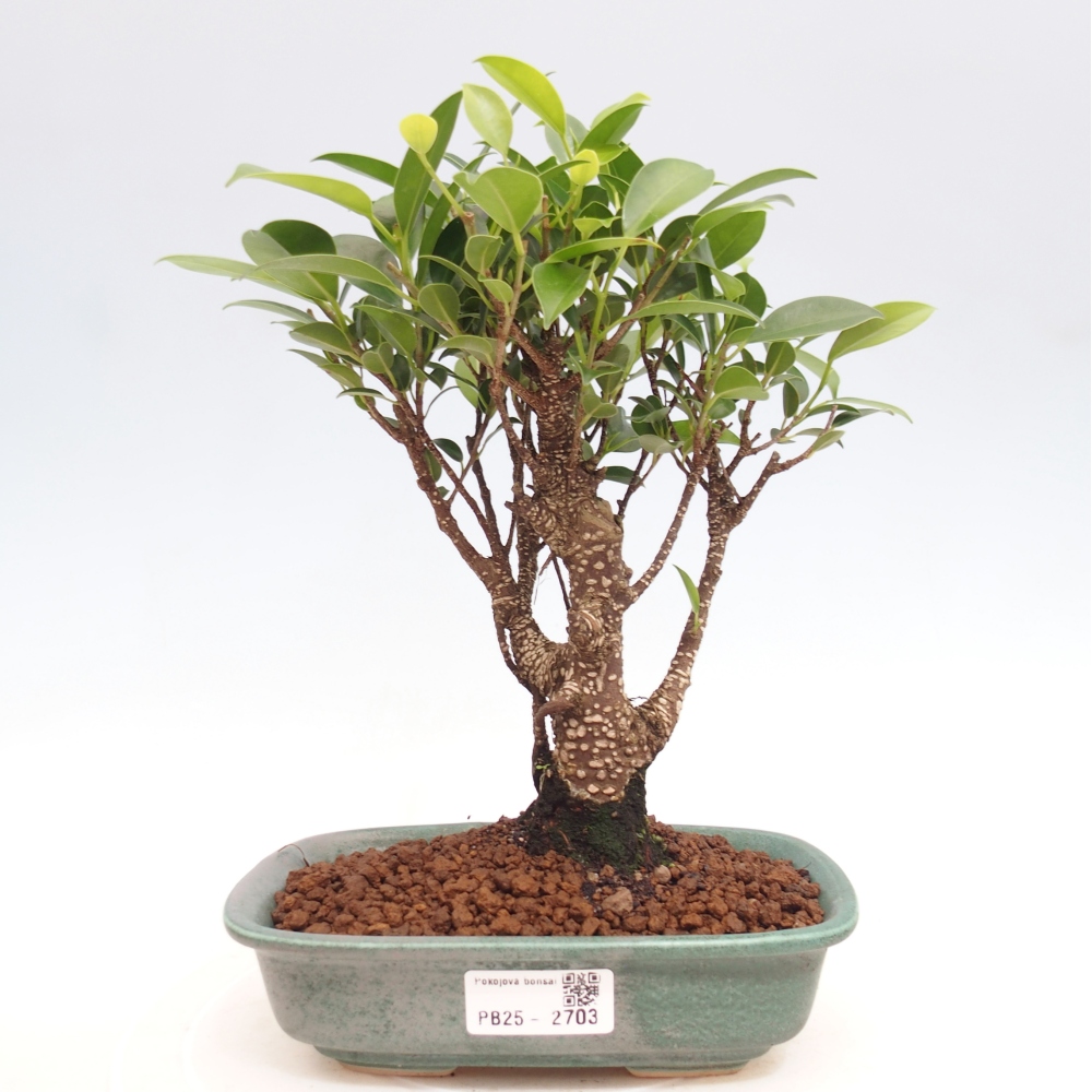 Indoor-Bonsai - Ficus retusa - kleiner Ficus